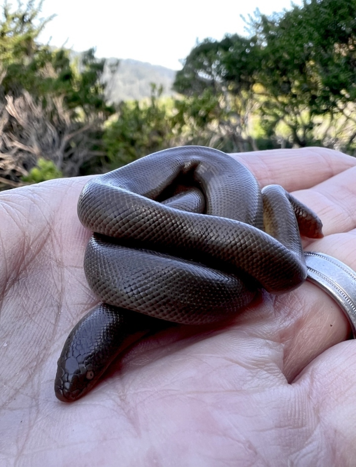 Rubber Boa